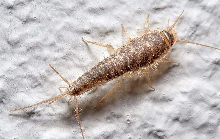 How To Prevent a Silverfish Infestation From Happening