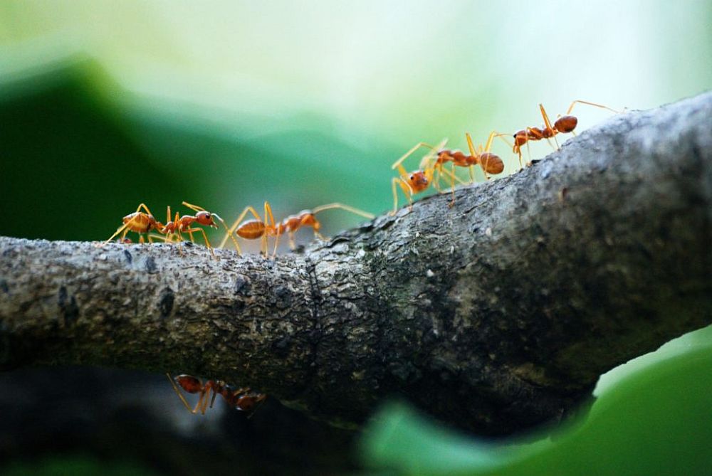 A Natural Approach To Ant Extermination